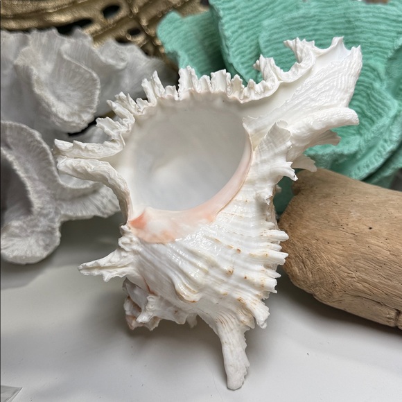 Large White Branch Murex Seashell Coastal Beach Ocean Nautical Decor DIY planter - Picture 5 of 11